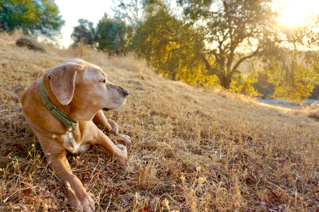 Goodbye my sweet&nbsp;friend