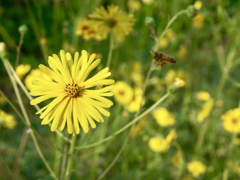 Summers End at the Lazy&nbsp;Moon